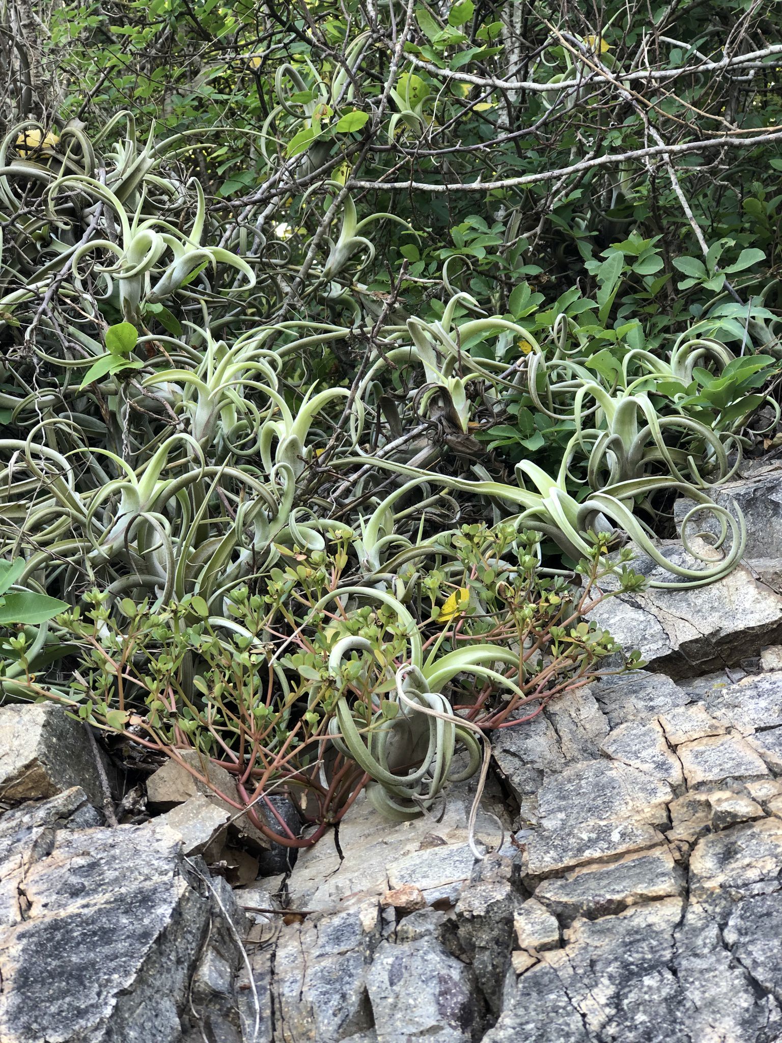 Tillandsia intermedia